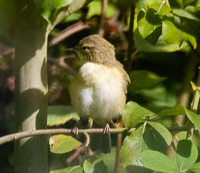 Bright bird perched quietly in lush greenery